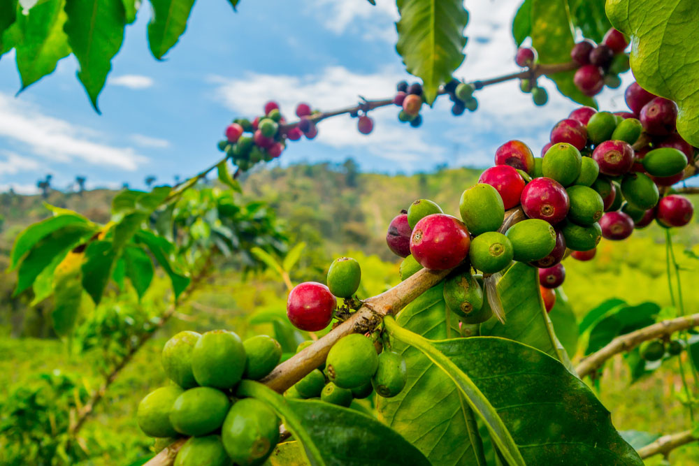 The Energy Giving Coffee Plant